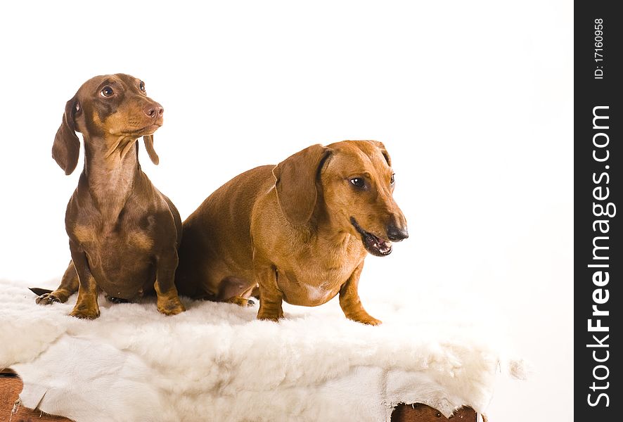 Two dachshund dog isolated on white background. Two dachshund dog isolated on white background
