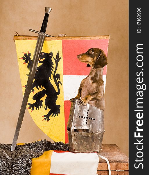 Adorable dachshund in medieval armour. veterinary concept. Adorable dachshund in medieval armour. veterinary concept