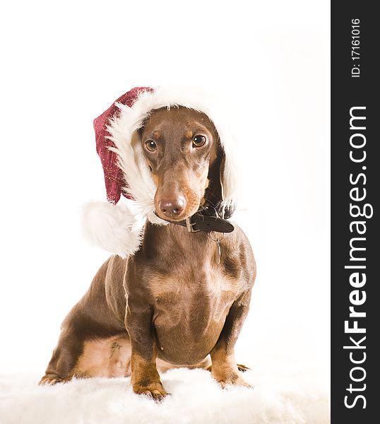 Xmas dachshund dog isolated on white background. Xmas dachshund dog isolated on white background