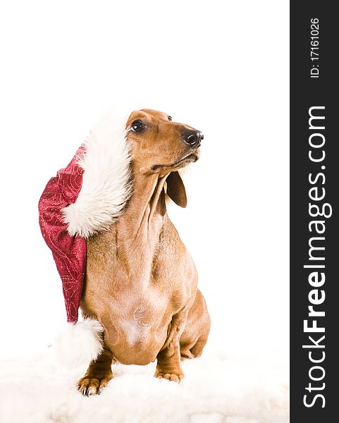 Xmas dachshund dog isolated on white background. Xmas dachshund dog isolated on white background