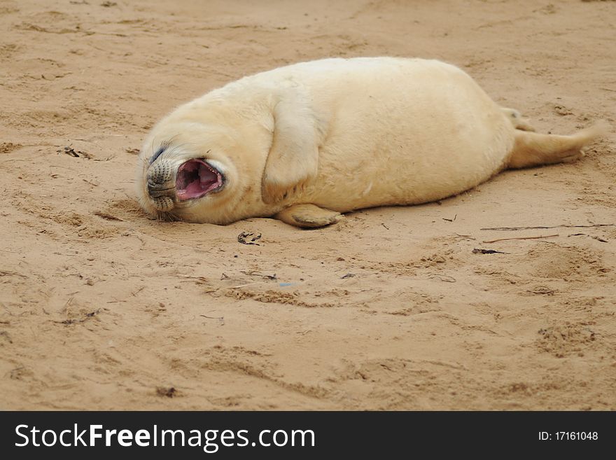 Grey seal pup yawns on the sand at Donna Nook Lincolnshire beach colony, United Kingdom. Grey seal pup yawns on the sand at Donna Nook Lincolnshire beach colony, United Kingdom