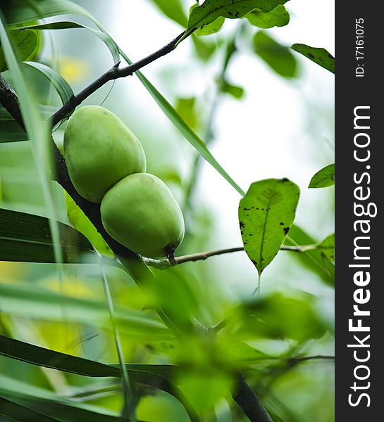 Details of green pear fruit in a garden