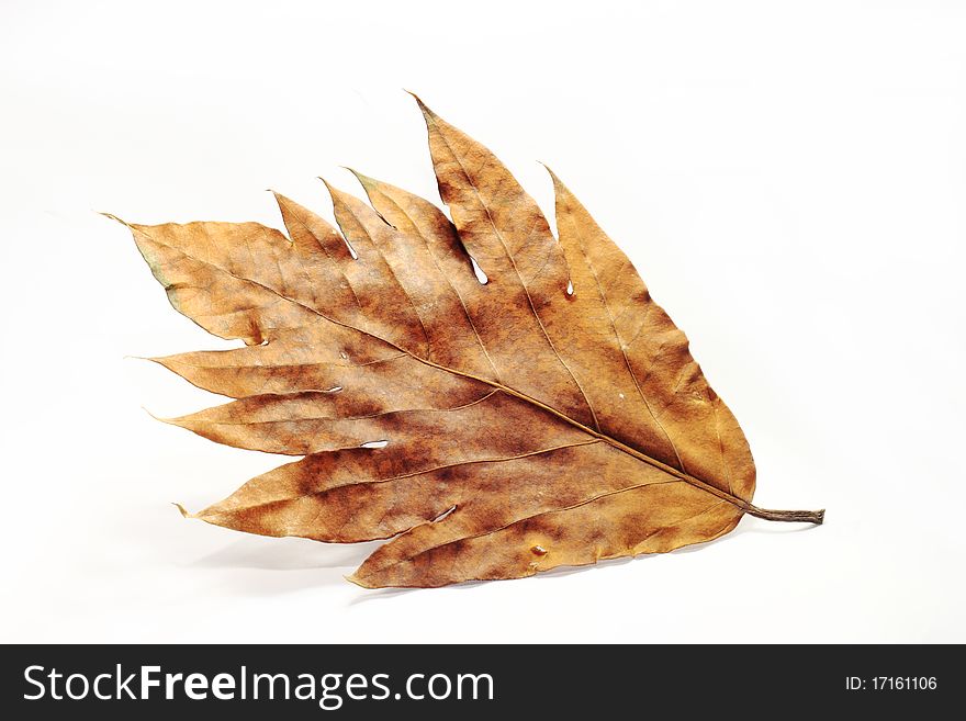 Golden brown dried leaf on white background