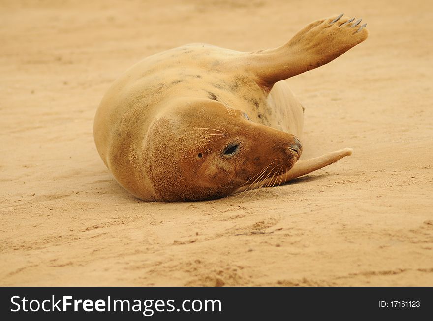 Relaxed grey (atlantic) seal female on the sand at Donna Nook Lincolnshire beach colony, United Kingdom. Relaxed grey (atlantic) seal female on the sand at Donna Nook Lincolnshire beach colony, United Kingdom