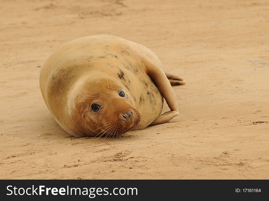 Grey Seal Female