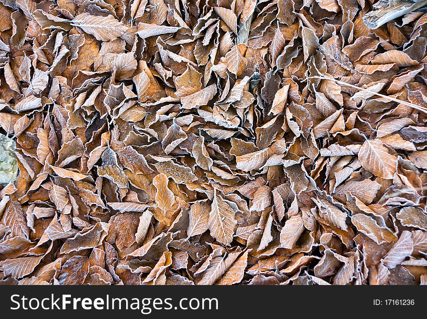Background of frosty leaves on a cold fall morning