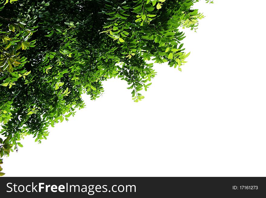 Leaves With Isolated Background