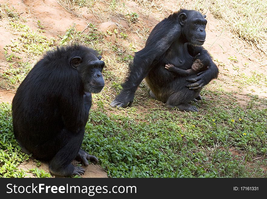 Chimpanzee family contain with father mother and baby