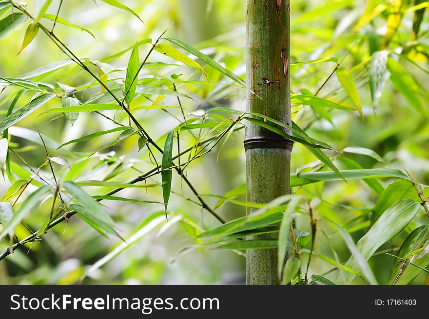 Green bamboo groves in a garden