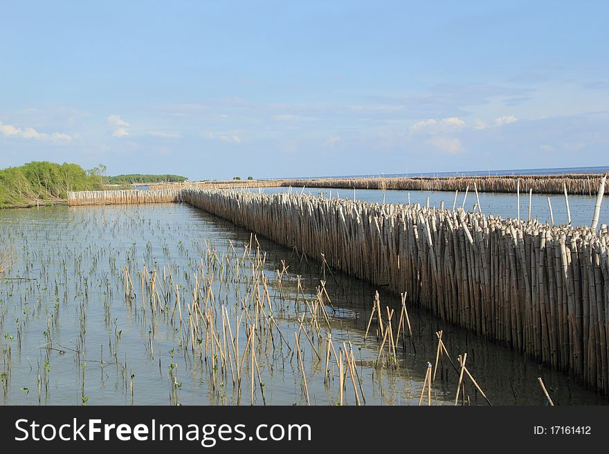 Bamboo Wall Barrier Waves