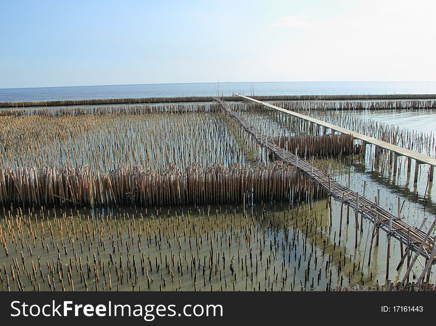 Bamboo sea Blocks in a line as the mangrove forest