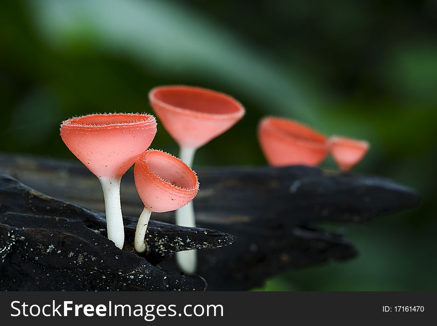 Group of red champagne shape mushroom. Group of red champagne shape mushroom