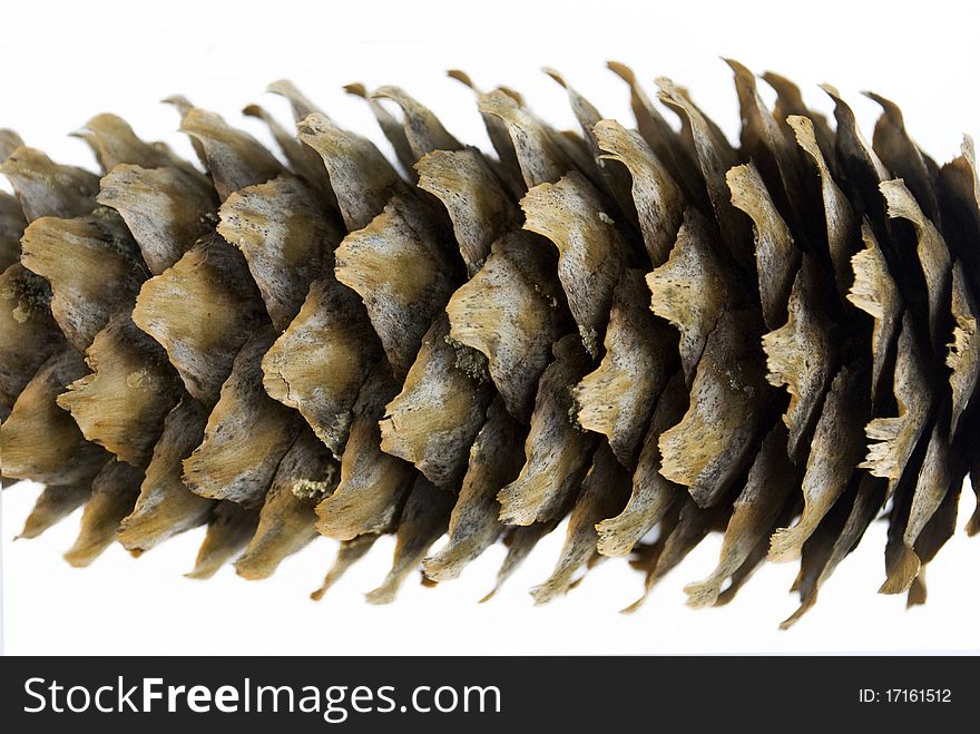 Close up image of a pine cone isolated on a white background.