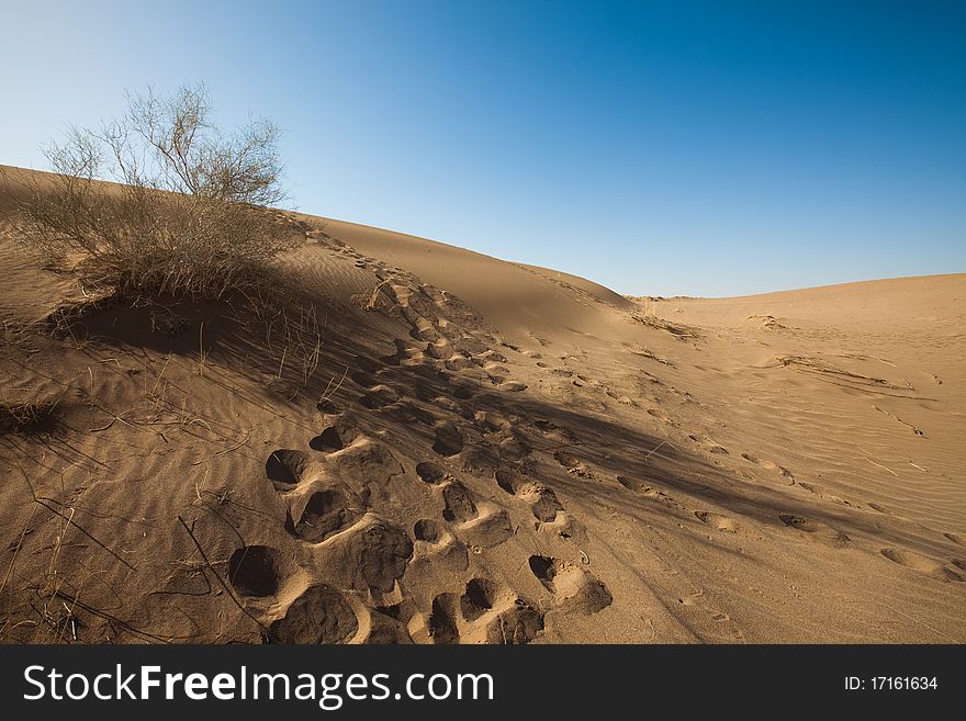 Dry desert. Very hot sand.