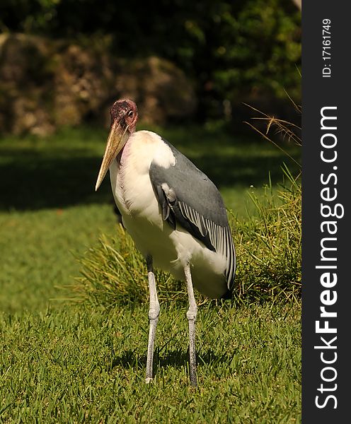 Marabou stork (Leptoptilos crumeniferus) in its natural environment