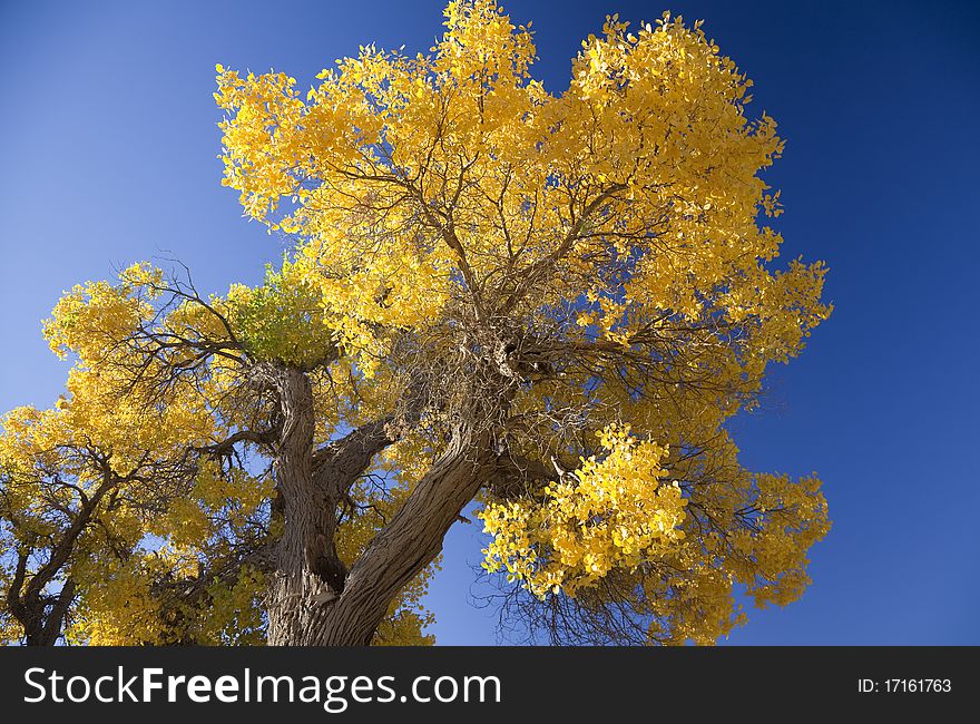 Inner Mongolia, China EJINAQI of Populus euphratica