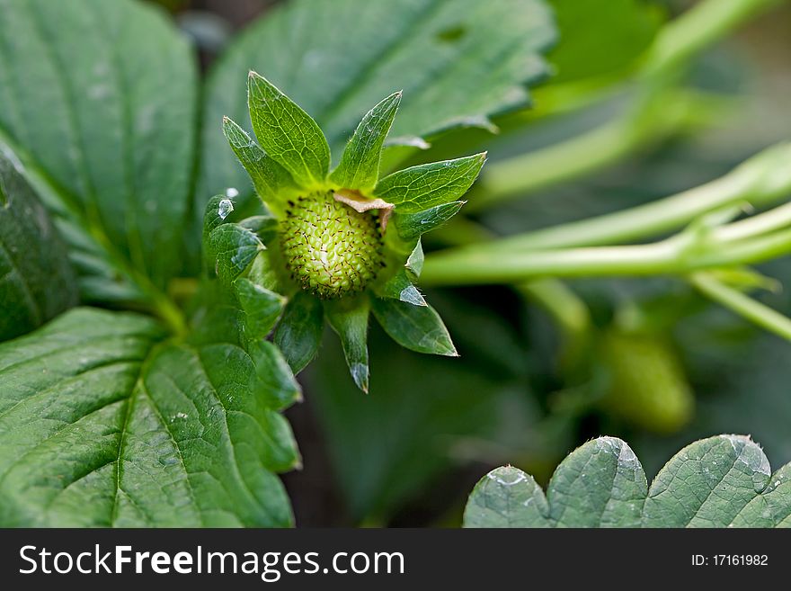 Greenhouse Strawberries not yet mature, the flowers still open. Greenhouse Strawberries not yet mature, the flowers still open.