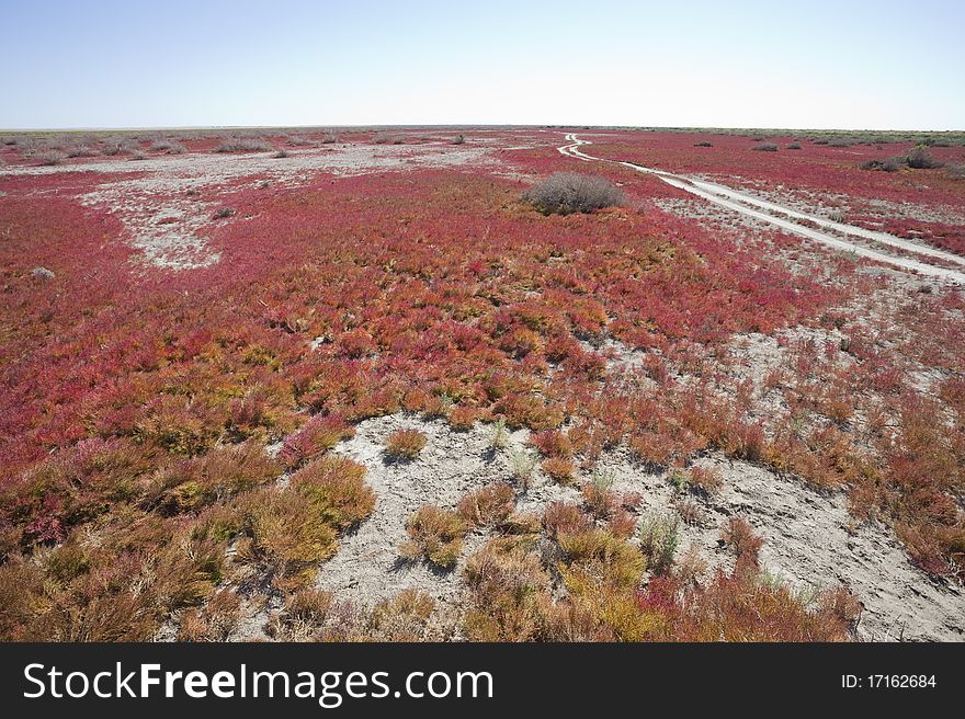 Red vegetation, China EJINAQI of Populus euphratica