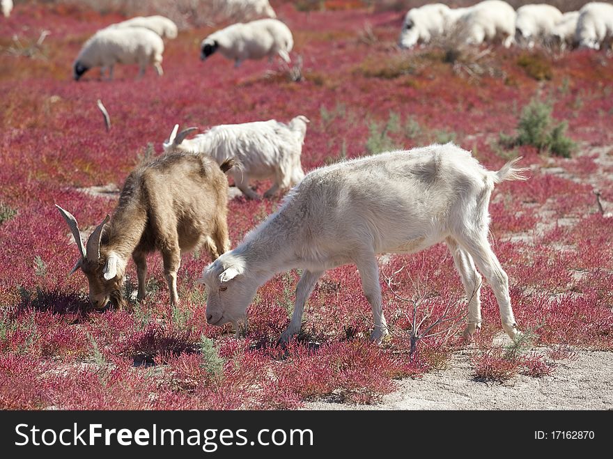 Sheep on the prairie, China EJINAQI of Populus euphratica