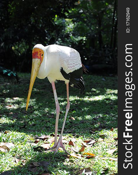 Yellow-billed Stork walking on the grass