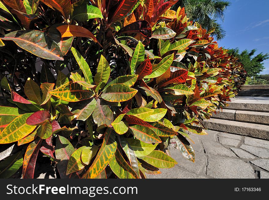 Colorful leaves of holly in wide view angle, a type of bush grow in subtropical area.