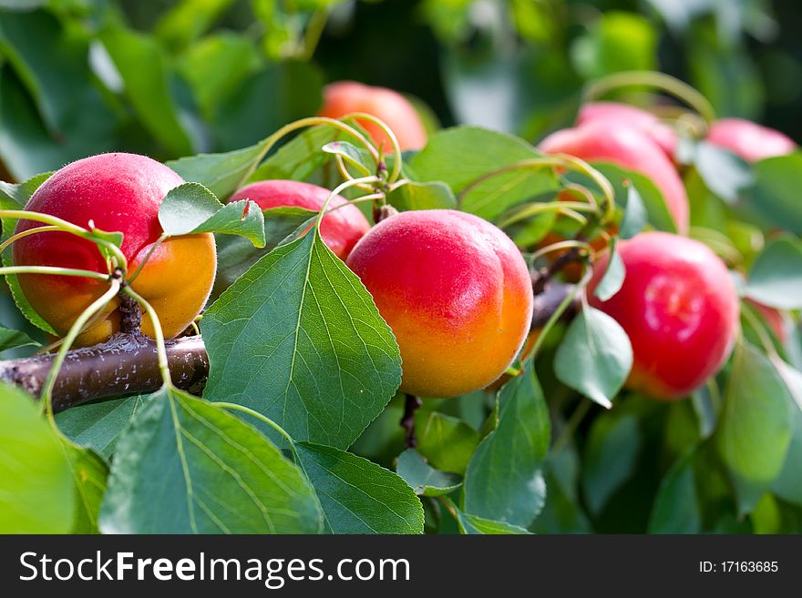 Many Apricots in the Sunlight