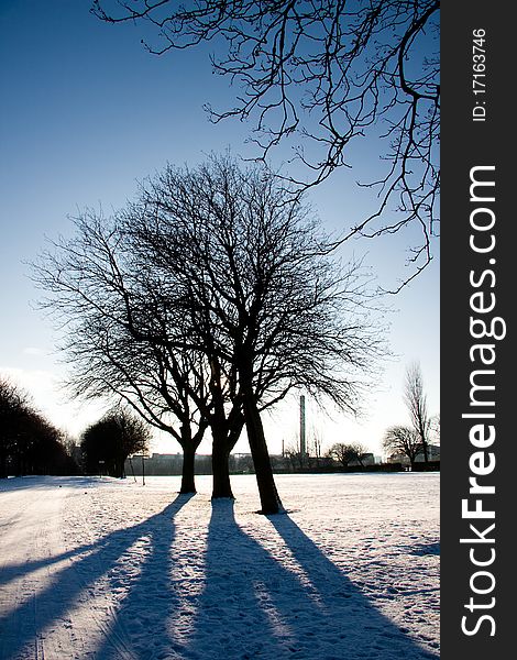 Silhouette of three trees in an urban park in winter. Silhouette of three trees in an urban park in winter