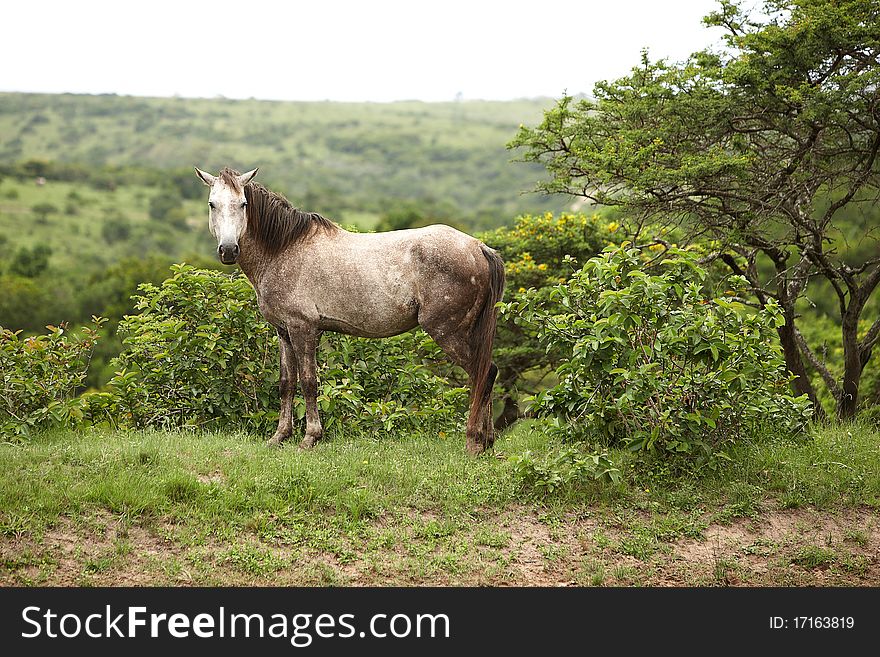 Wild horse in savanna East Africa