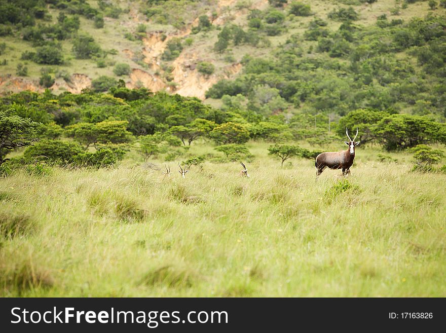 Antelope kudu in savanna East Africa