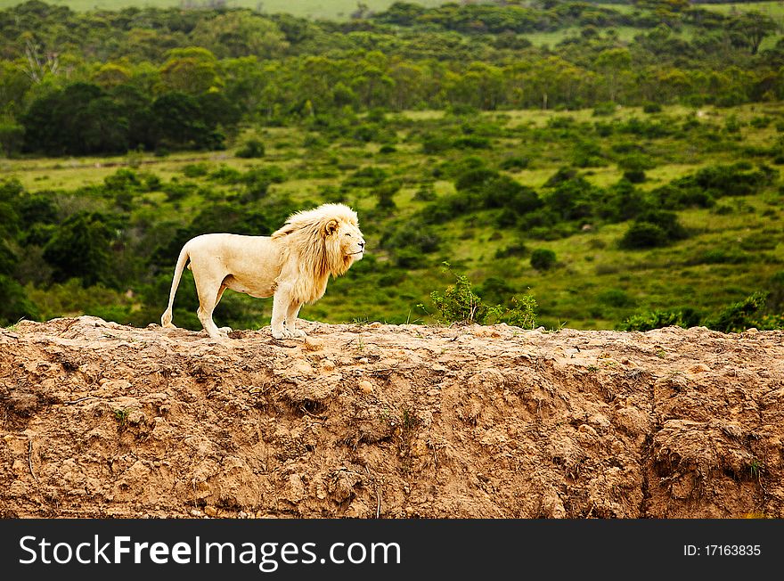 Rare white lions in savanna. South Africa