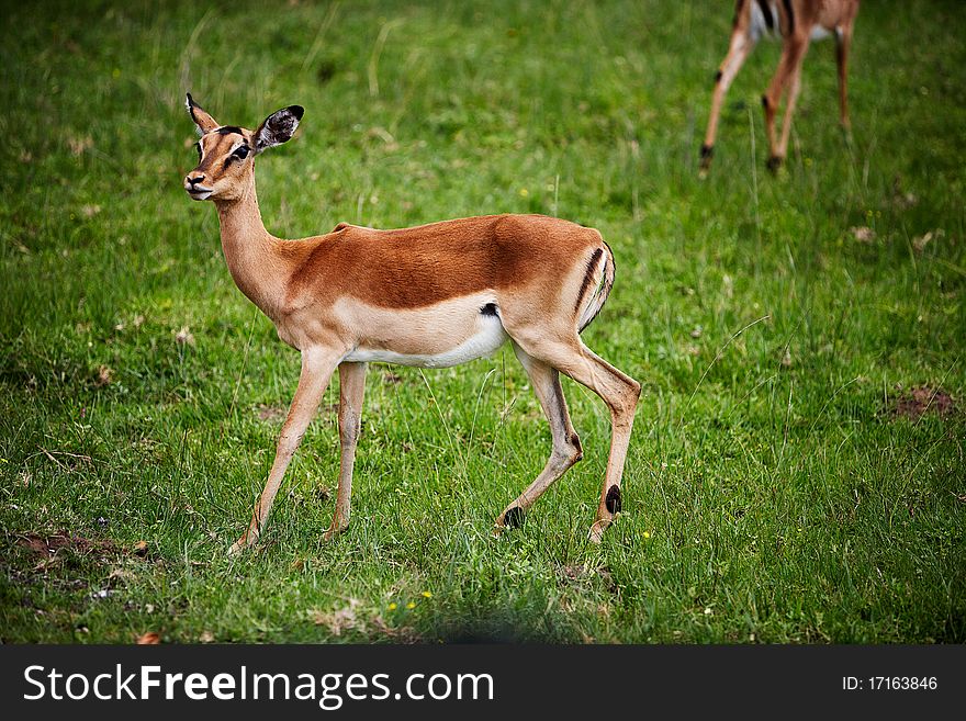 Antelope Impala