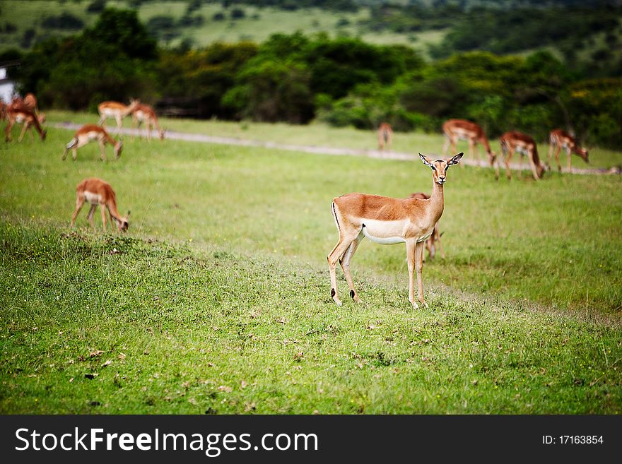 The troop of antelope impala in South Africa