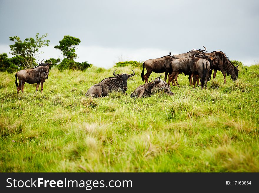 The flock of antelopes gnu in South Africa. The flock of antelopes gnu in South Africa