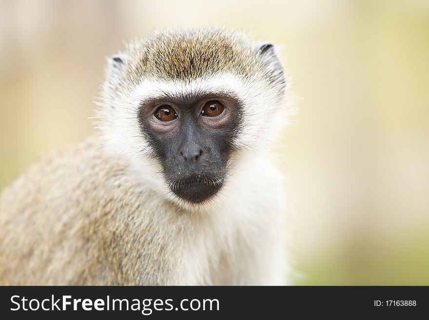 Portrait of monkey sitting and posing. Safari