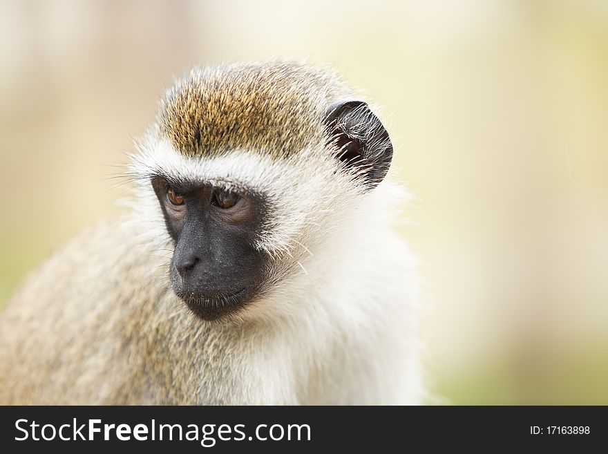 Portrait of monkey sitting and posing. Safari