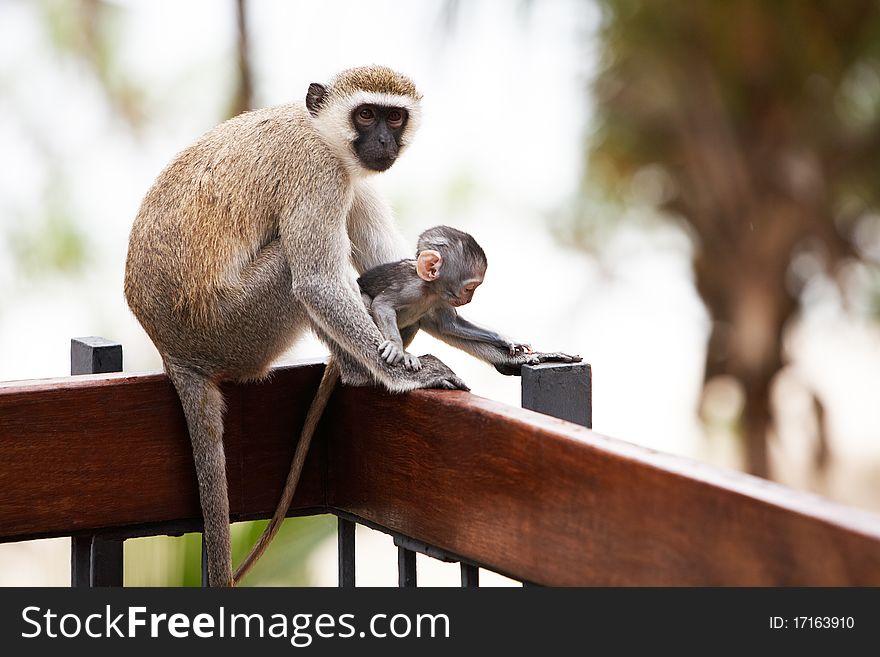 Portrait of monkeys sitting and posing. Safari. Portrait of monkeys sitting and posing. Safari.