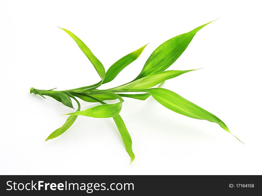 An image of green bamboo on white background