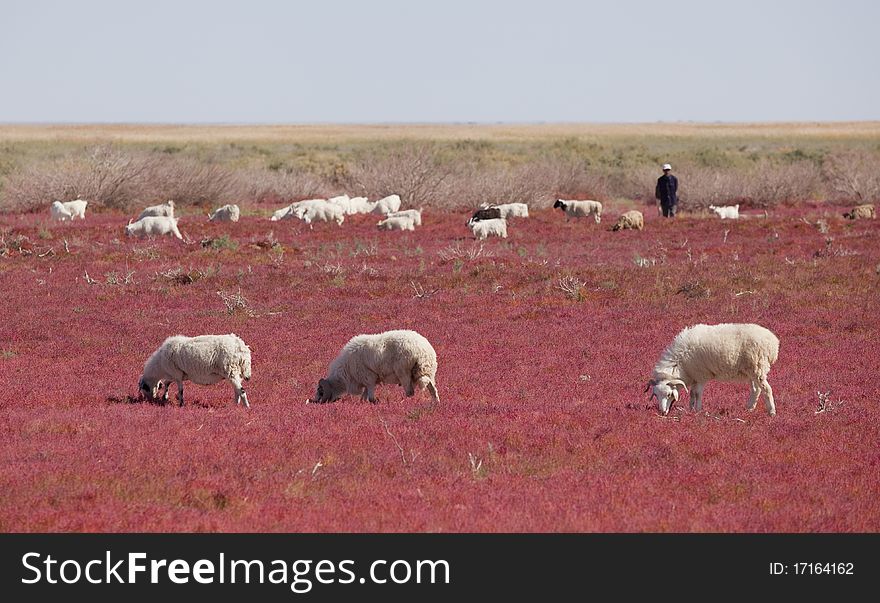 Sheep on the prairie, China EJINAQI of Populus euphratica