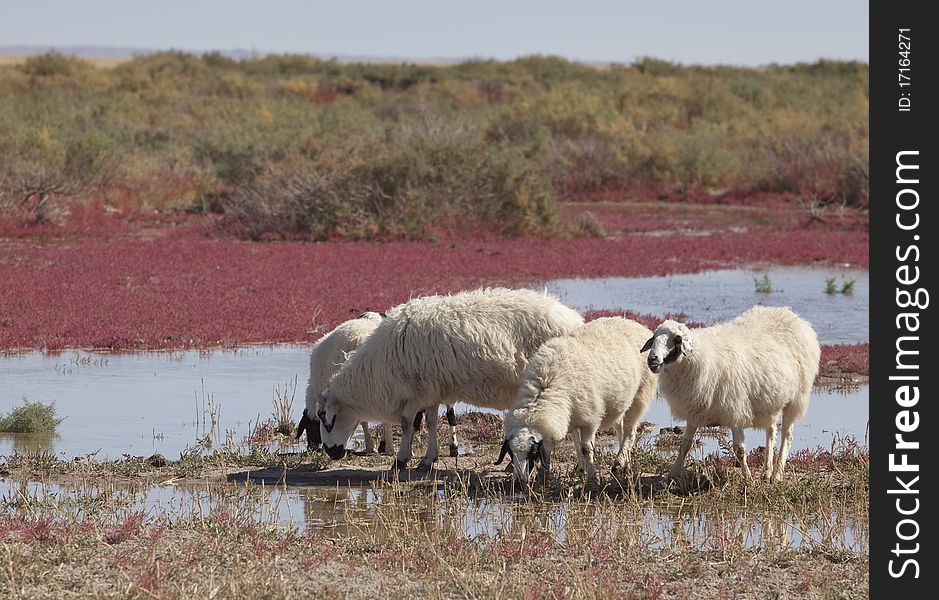 Sheep on the prairie, China EJINAQI of Populus euphratica