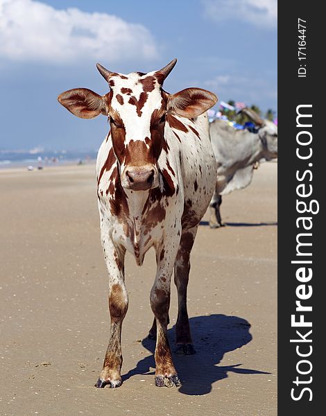 Sacred cow in a beach of goa in india. Sacred cow in a beach of goa in india