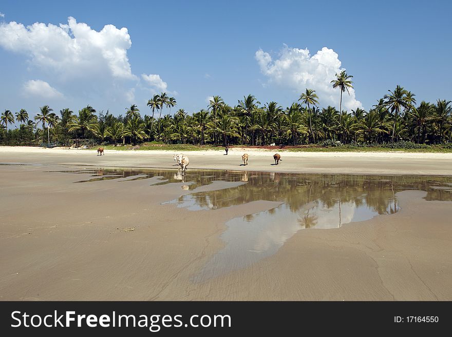 Sacred cows in a tropical beach in the coastal province of goa in india. Sacred cows in a tropical beach in the coastal province of goa in india