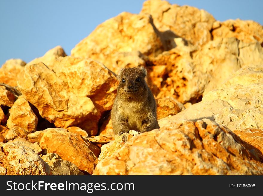 A rock rat warming on a rock at sunset. A rock rat warming on a rock at sunset.