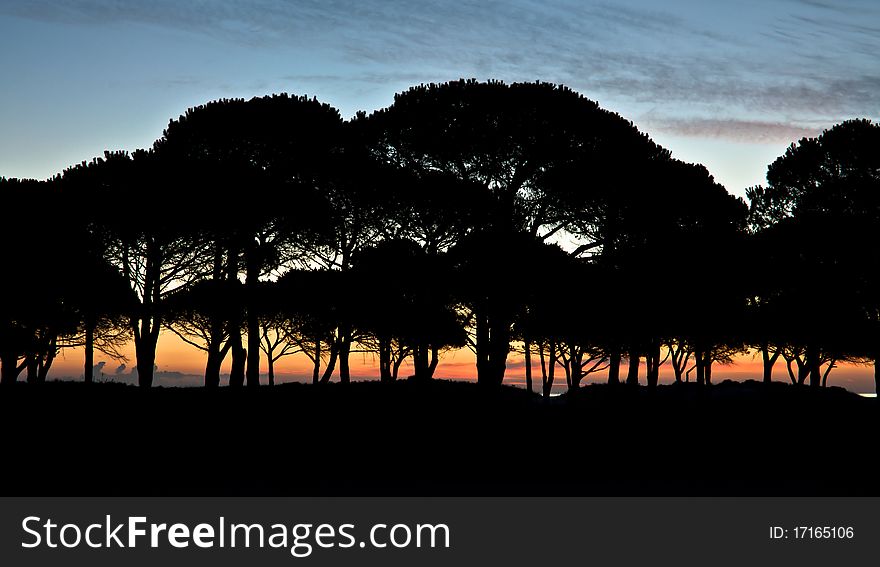 Mediterranean stone pines in dawn