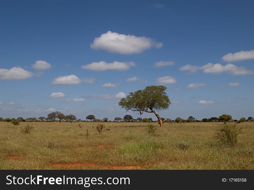 African savannah Kenya outdoors landscape