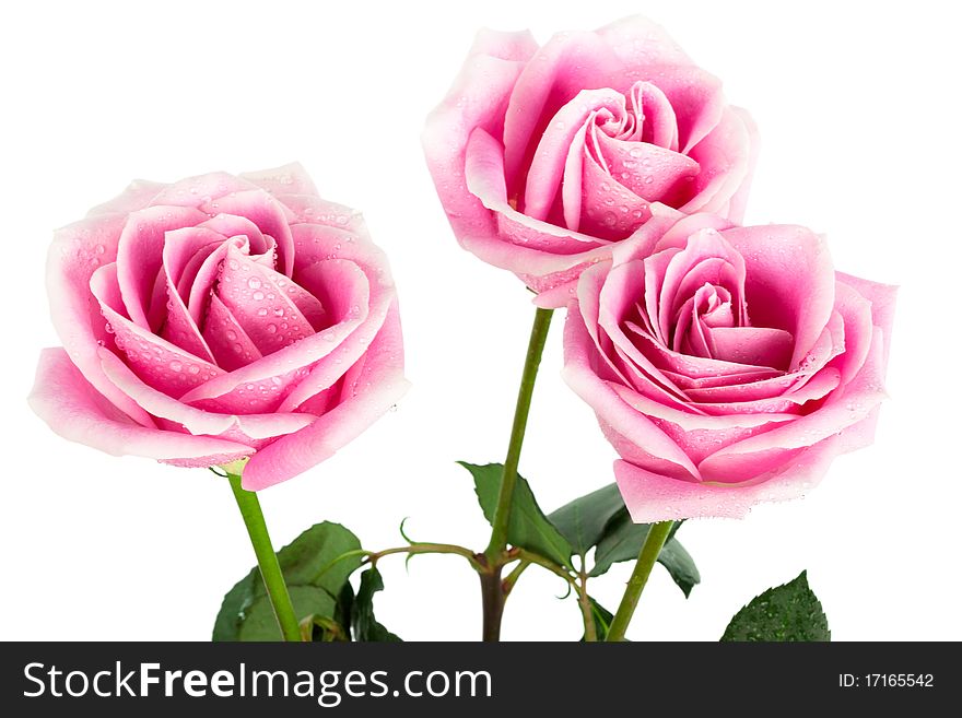 Beautiful three roses on a white background