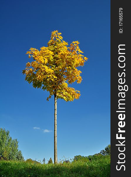 Alone young tree in early autumn color against a brilliant blue sky. Alone young tree in early autumn color against a brilliant blue sky