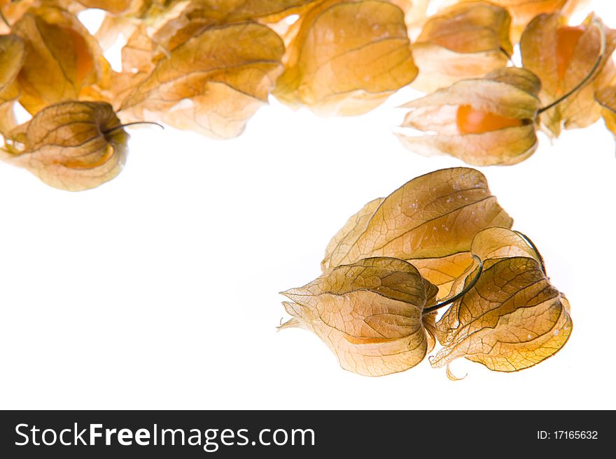 Ripe cape gooseberry (physalis) on a white background