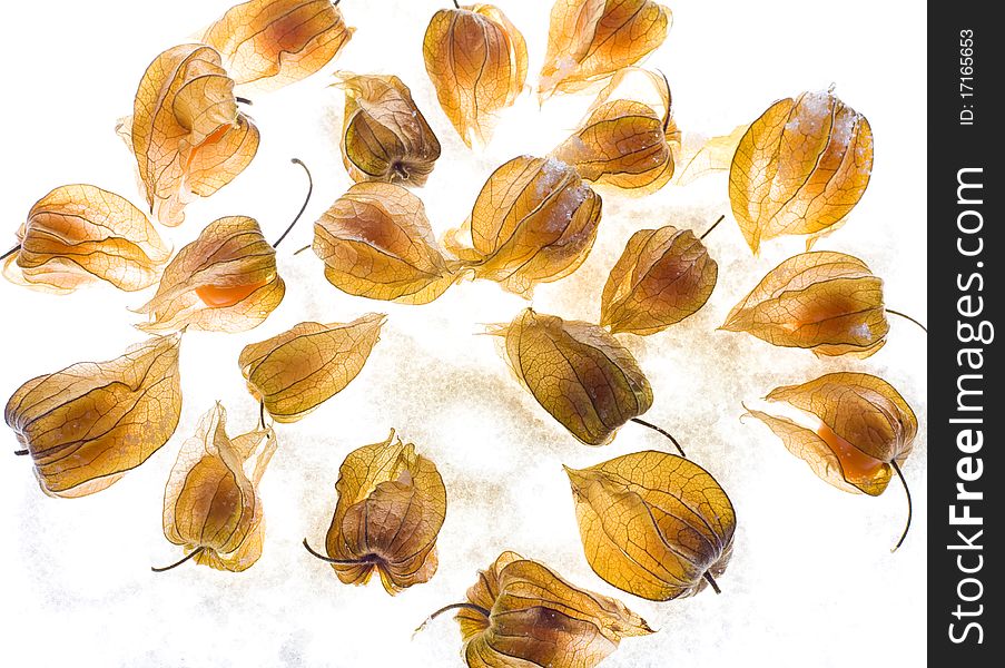 Ripe cape gooseberry (physalis) on a white background