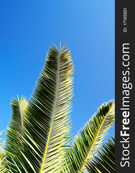 Wonderful green branch of palm against blue sky. Wonderful green branch of palm against blue sky.