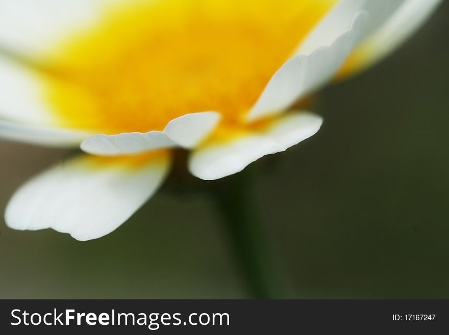 A macro shot of a daisy's petals. A macro shot of a daisy's petals